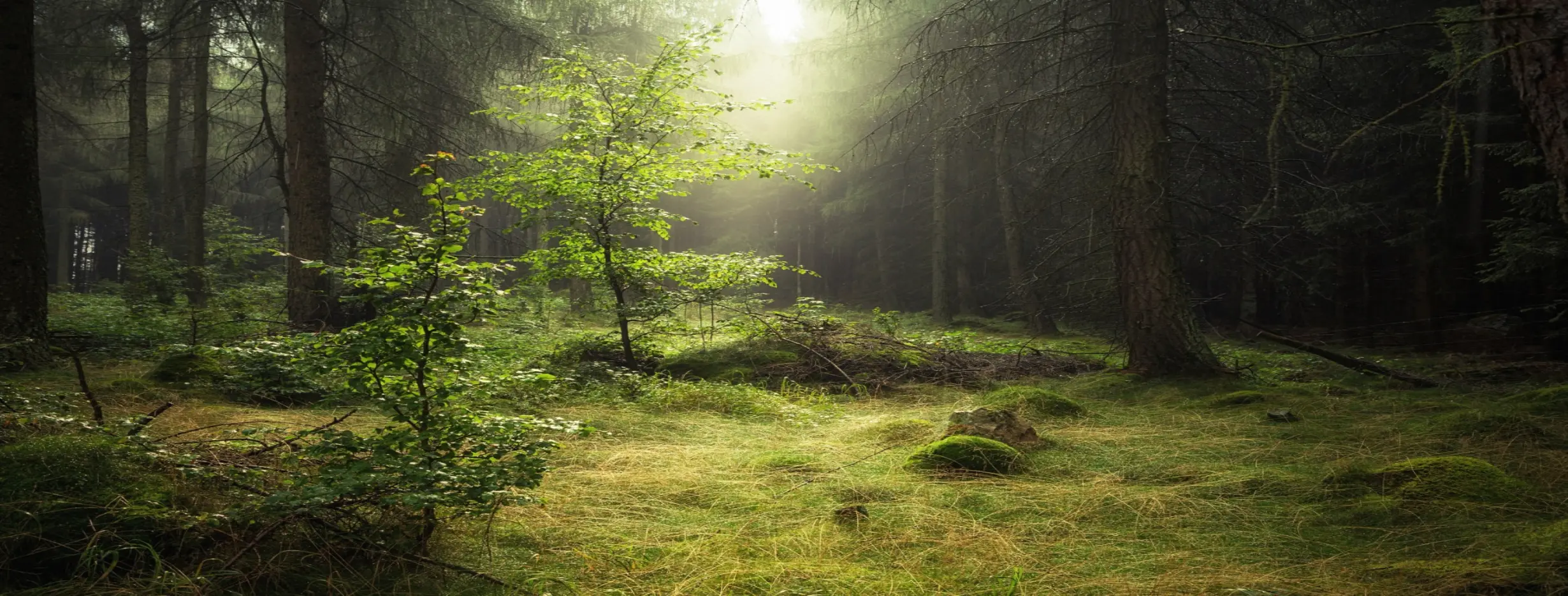 Image for Explore Mitsoudje Forest